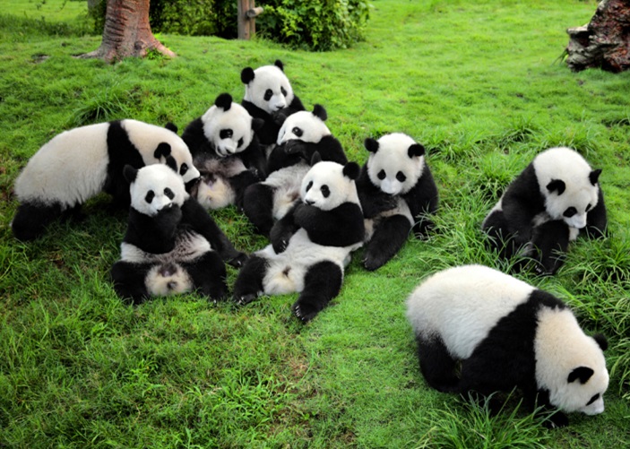 From Chengdu